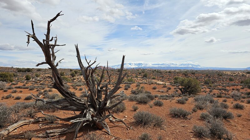 Looking at the La Sal mountains from the trail.