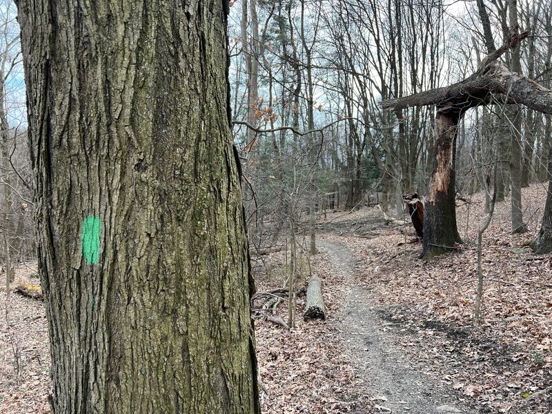 Green trailblaze on White Oak Community Trail.