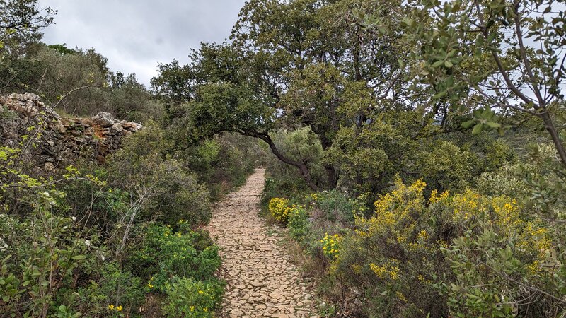 Olive trees by Chemin de St Guilhem