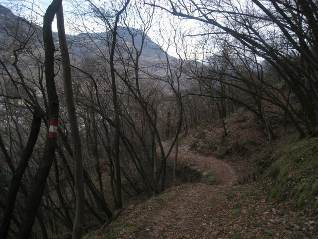 Trail in the woods