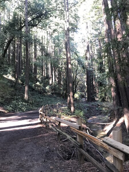 Looking north and up along the Stream Trail.