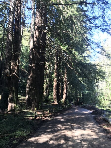 Lots of shade from towering redwoods.