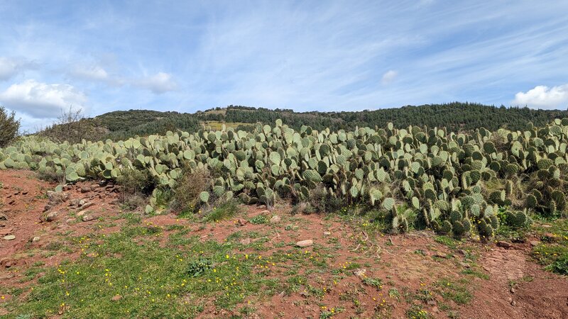 Cactus by Lac du Salagou