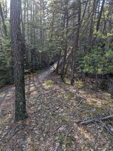 Wooden walkway over a swampy area.