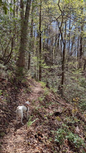 Typical trail view and terrain of the trail.