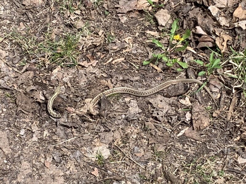 Watch for the grounded friends on the trail!