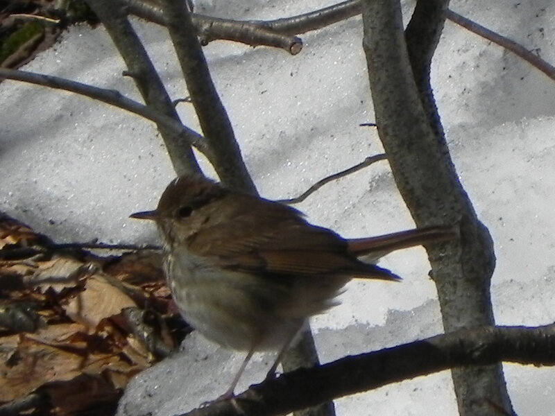 Hermit Thrush.