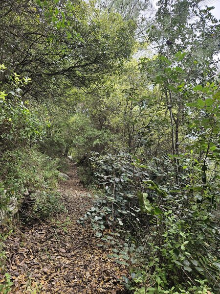 The trail through the forest.