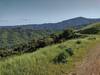 Loma Prieta (3,790 ft.) the highest peak in the Santa Cruz Mountains is on the right. Seen looking southwest when winding along on the Bald Peaks Trail ridge top. Pretty wildflowers all along the trail.