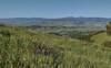 Mt. Hamilton, with its white observatories, and Copernicus, two highest Diablo Range peaks are center-right in the far distance across south Santa Clara Valley. Calero Reservoir is nearby below. Looking northeast among wildflowers on Bald Peaks Viewpoint.