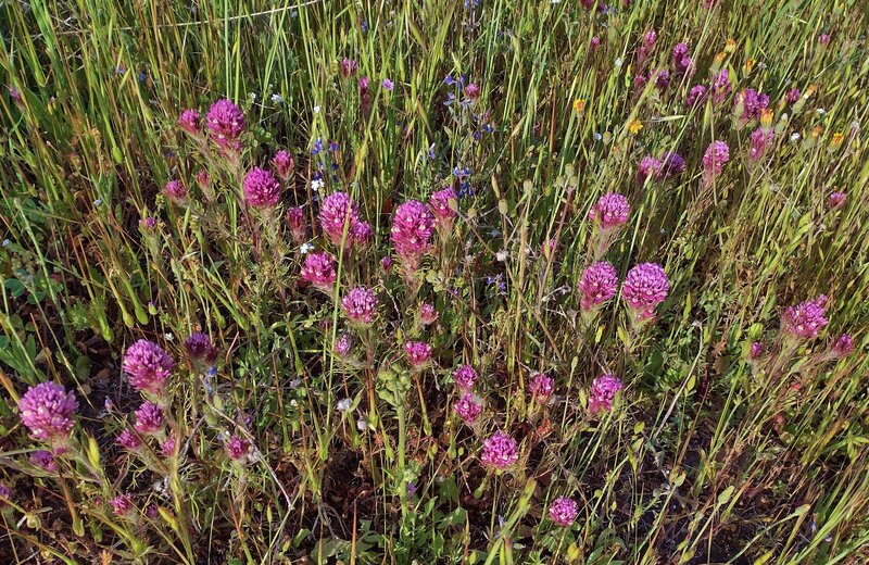 Purple owl's clover, found along Longwall Canyon Trail in late April.