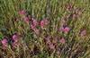 Purple owl's clover, found along Longwall Canyon Trail in late April.