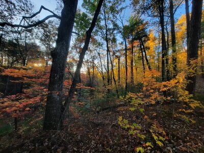 Fall foliage as the Sun rises from Hatcher Mountain Trail.