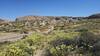 Exploring Hagen Canyon. Spring flowers.