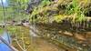 Spring flowing into Long Creek down from the falls