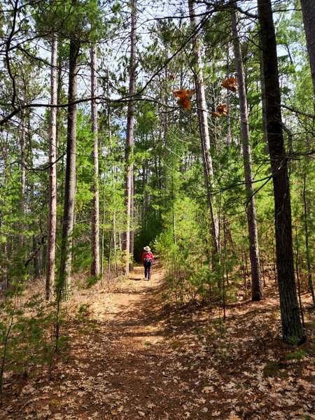 Through a pine forest on the west side of the loop trail.