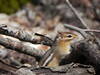 Chipmunk surveying its surroundings.