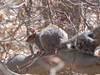 Grey Squirrel coming out of hibernation.