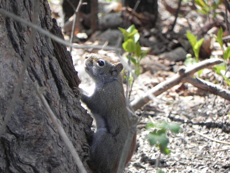 An angry Red Squirrel that thought I was trying to steal its sunflower seeds.