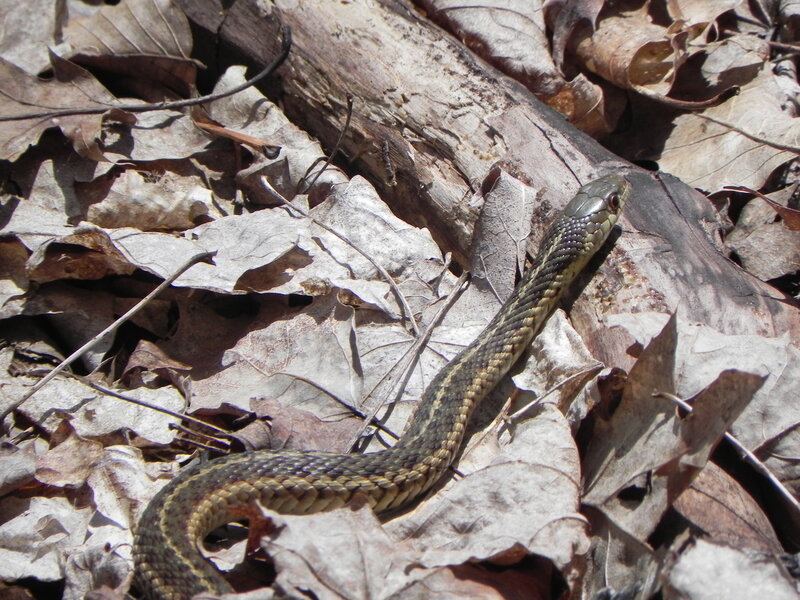 An Eastern Garter Snake sunning itself on a warm spring day.