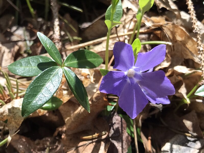 Periwinkle Flowers on the edge of the cemetery.