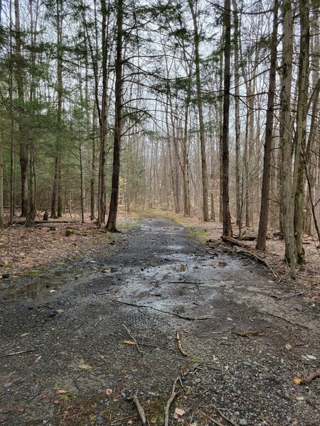 Early spring mud on the trail.