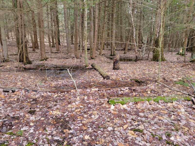 Early spring, forest pools near the trail.