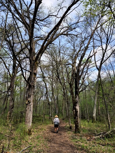 On the trail along Trout Brook.