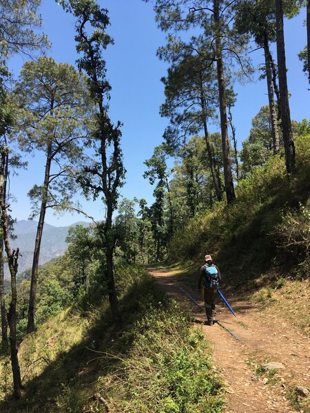 View of the middle part of the trail, where it passes through Chir Pine forest and plantations.