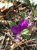 Fringed Polygala flowers line the edge of the path.