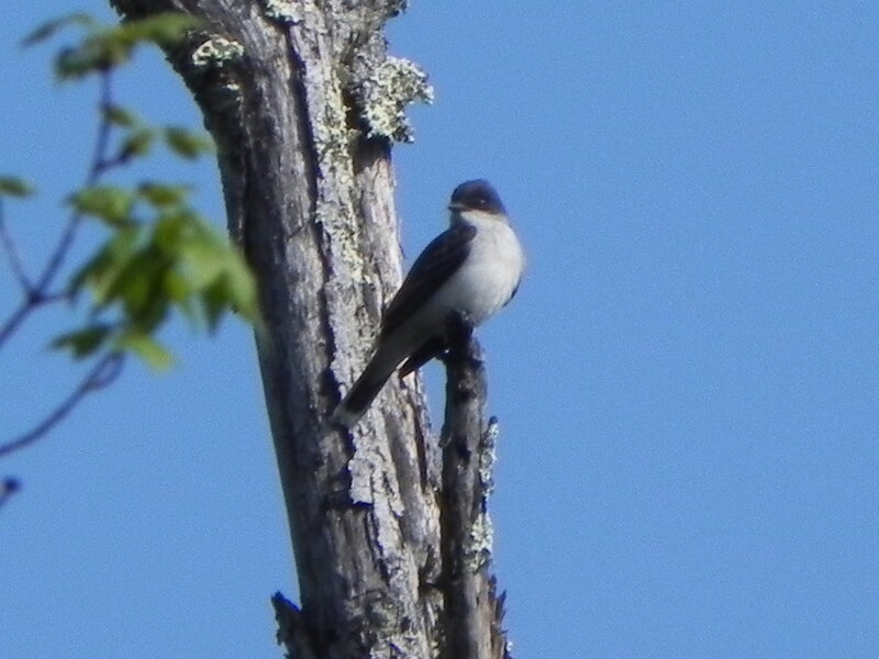 A flycatcher taking a break from catching flies.