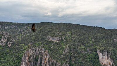 Vulture flying from the Mejan and Tarn cliffs.