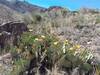 Prickly pears and Aztec Caves.