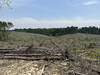 The Clearcut south of Parsons Rd.