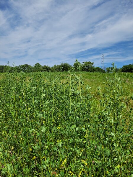 Meadow