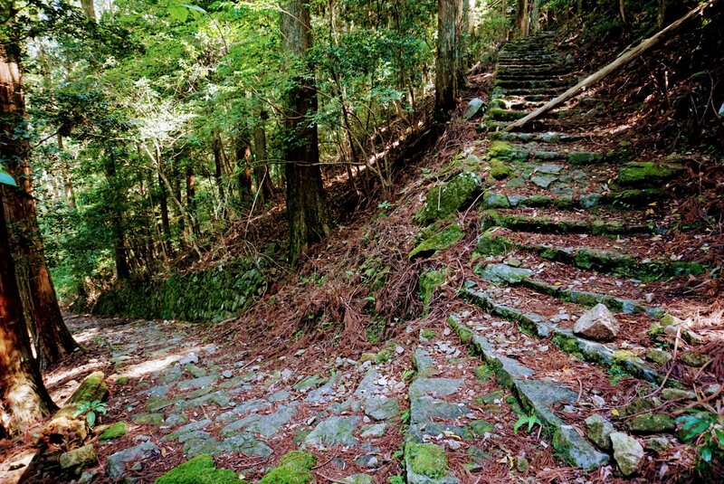 A sharp twist in a steep, mossy trail.