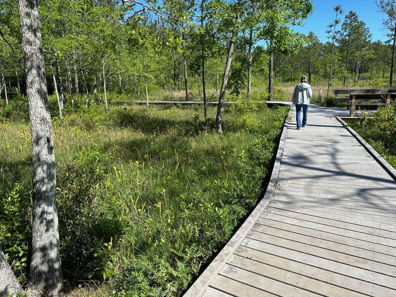 Observation deck (upper right) along the boardwalk in the field of Pitcher Plants.