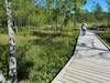 Observation deck (upper right) along the boardwalk in the field of Pitcher Plants.