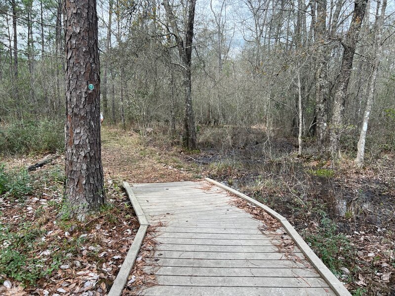 Transition from boardwalk to maintained natural trail through the Big Thicket.