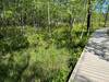 Pitcher Plants along the boardwalk.