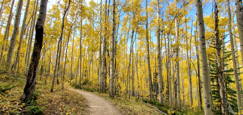 Aspen Alley in September for fall colors.