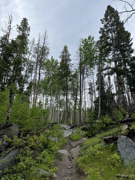 Mixed conifer forest, mostly lodgepole pine, but with some aspen stands and open meadows.