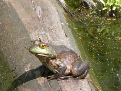 Bullfrog on a log.