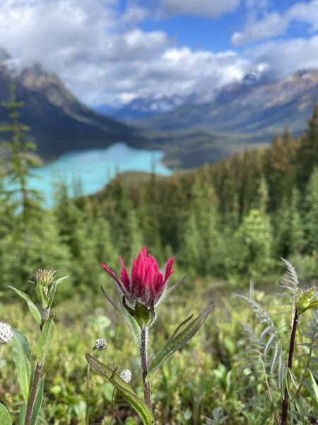 Paintbrush wildflower in front of Peyto Lake vista.