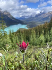 Paintbrush wildflower in front of Peyto Lake vista.