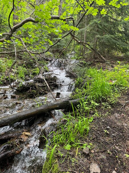 A small tributary of Goodenough Creek.