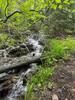 A small tributary of Goodenough Creek.