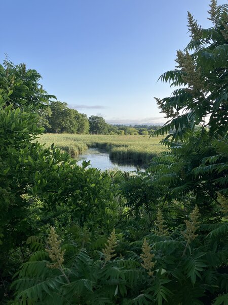 View of the adjacent pond/wetland.