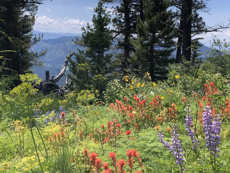 Incredible wildflowers