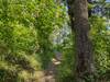 Beginning the climb up Tubbs Hill on a sunny June day.